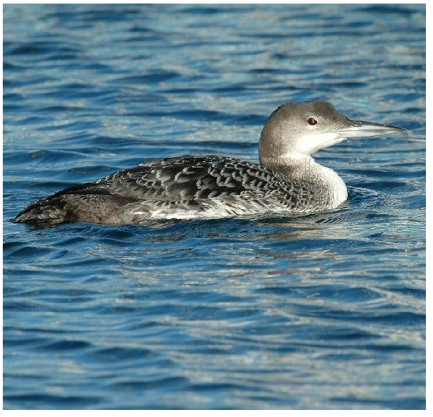 Great Northern Diver.PNG